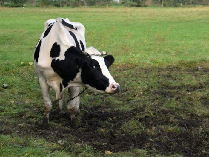 atak krowy, Chyrowa, powiat krośnieński, Sławomir Merkwa