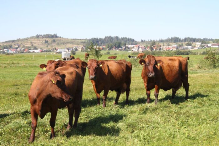Krowa polska czerwona, Mamadou Bah, Stacja Badawcza IRZiBŻ w Popielnie, krowy prymitywne
