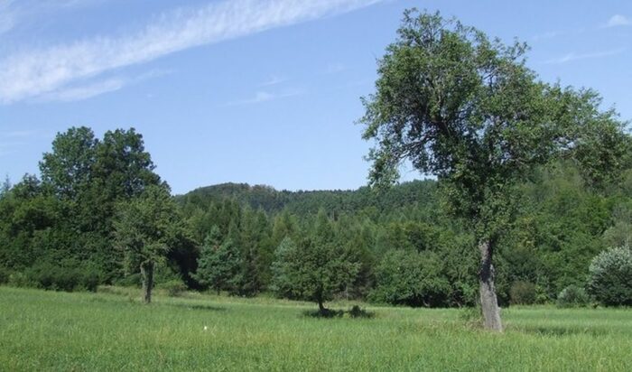 las, ściółka, pożary lasów, susza