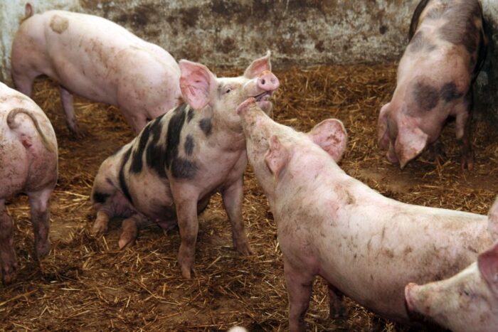 ognisko asf w Niemczech, Niemcy, wirus ASF, świnie, trzoda chlewna, gospodarstwo ekologiczne, przypadki asf, dziki