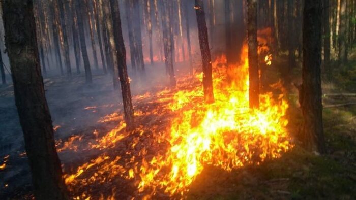pożar, las, pożar lasu, mazowieckie, OSP, policja