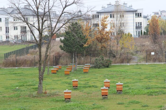 miejskie pasieki, pszczoła miodna, pszczelarstwo, Justyna Kierat, Piotr Skubała