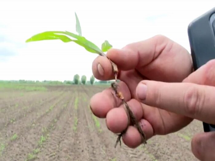 żurawie, kruki, ptaki niszczą uprawy, odszkdowanie za zniszczone uprawy