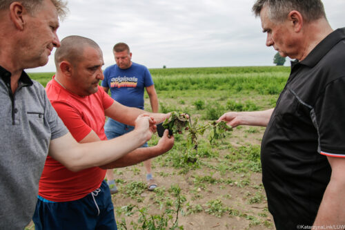 straty w uprawach, Lech Sprawka, Opole Lubelskie, Szczepan Goławskii