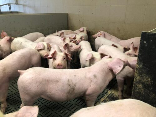 Wielkopolska Izba Rolnicza, Opłacalność produkcji rolnej, hodowla trzody chlewnej