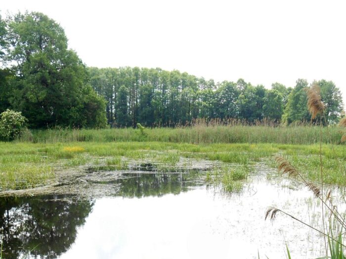 susza, Kalifornia, Stany Zjednoczone