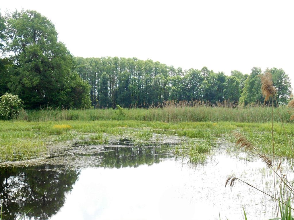 susza, Kalifornia, Stany Zjednoczone