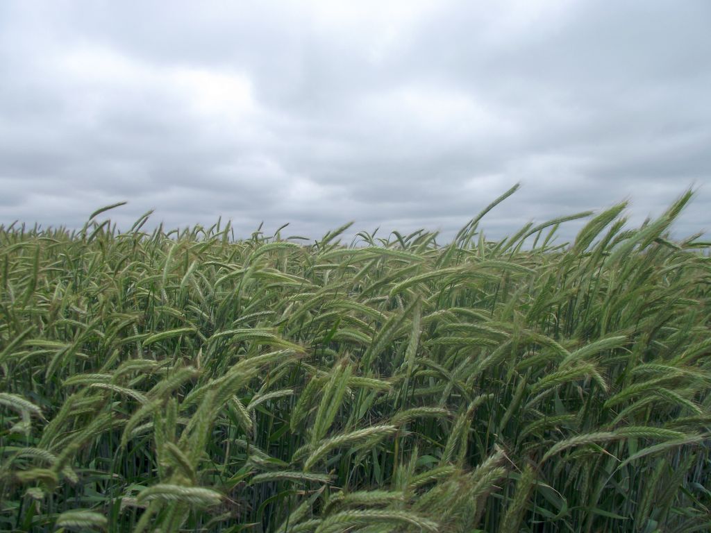 glifosat, jan białkowski, środki ochrony roślin, Europejska Agencja Chemiczna