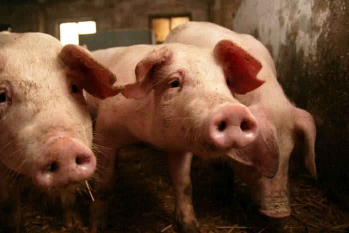 Branżowe Porozumienie ds. Walki z ASF, asf, wirus asf, Inspekcja Weterynaryjna, ognsko asf, kompartmenty, odszkodowanie