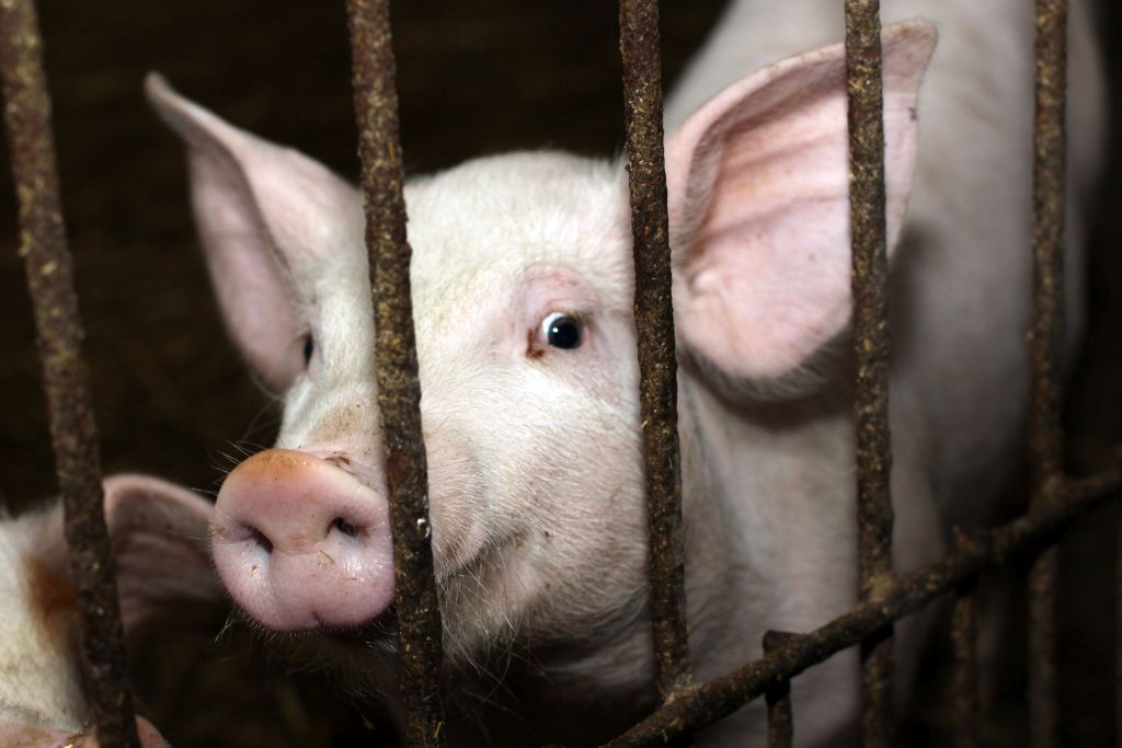 wirus asf, ognisko asf, afrykański pomór świń, ferma trzody chlewnej, zabite świnie, trzoda chlewna, bioasekuracja