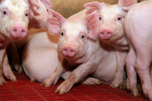 ognisko ASF, trzoda chlewna, wirus asf, afrykański pomór świń, świnie, GLW, warchlaki, Lubelszczyzna