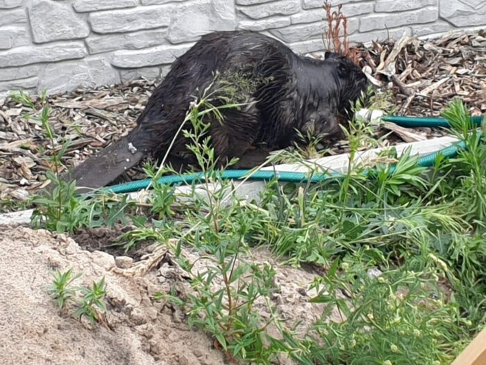 szacowaniae szkód w uprawach, wypłata odszkodowań z budżetu państwa, ministerstwo klimatu i środowiska