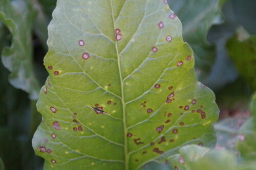chwościk buraka, liście buraka cukrowego