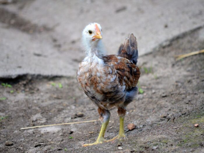 produkcja drobiu, rynek mięsa, komisja europejska
