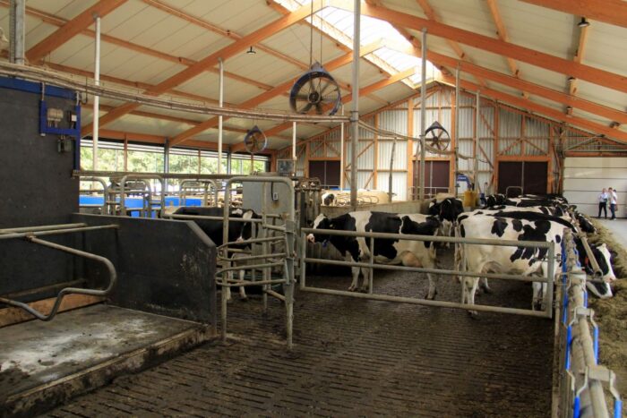 Farm Day, obora z robotami, zbiór zielonki, pokaz maszyn, Adam Warnke, DeLaval,