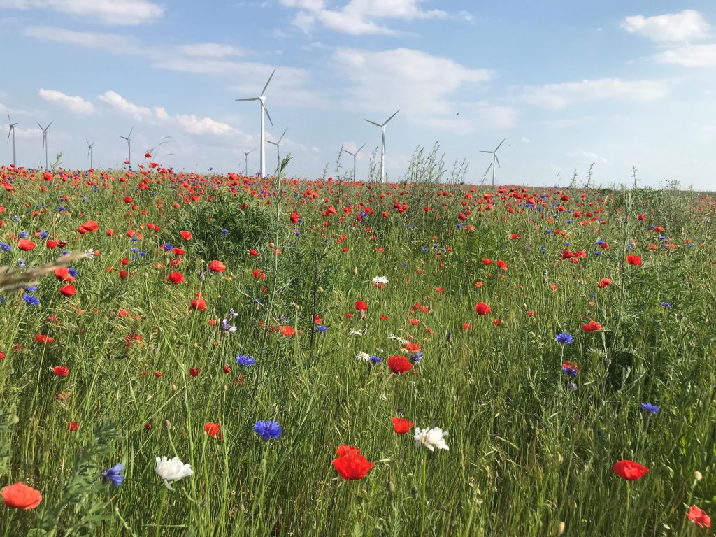 Europejski Program Węglowy, Bayer, program dekarbonizacji rolnictwa w Europie, Climate Field View,