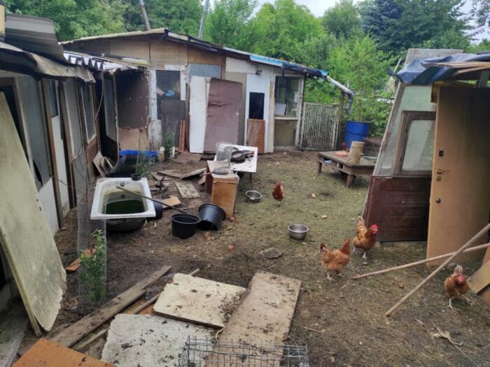 Animal Rescue Poland, hodowla z horroru, Mokotów, drób