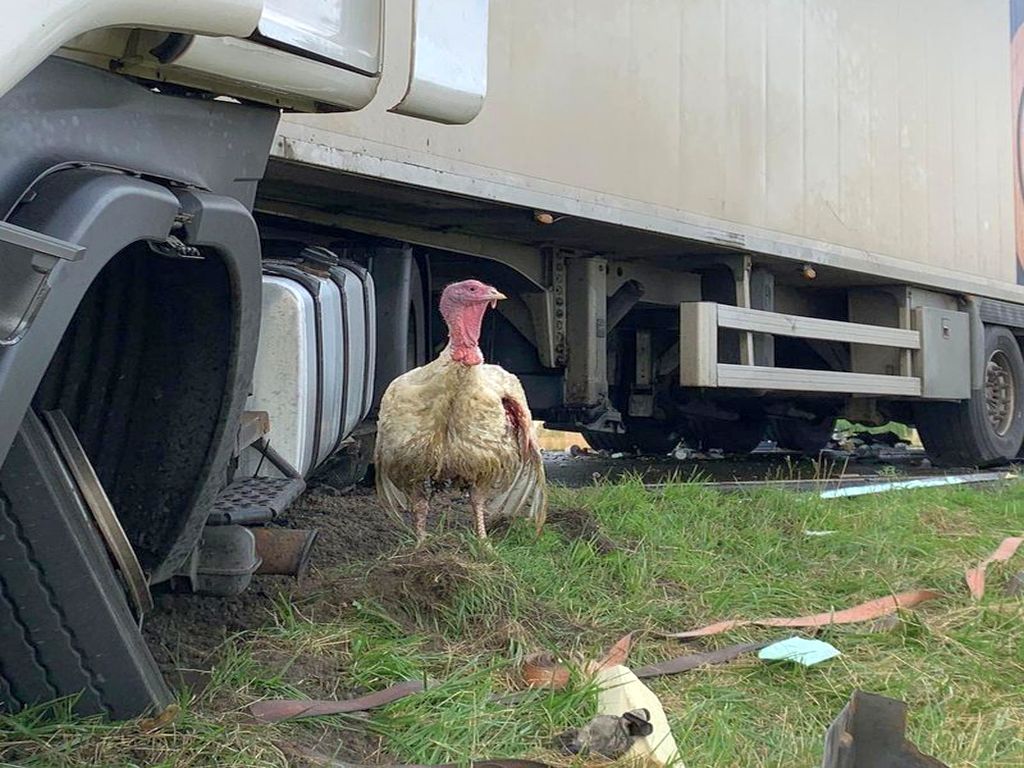transport drobiu, przewóz indyków, Gnojewo, powiat malborski