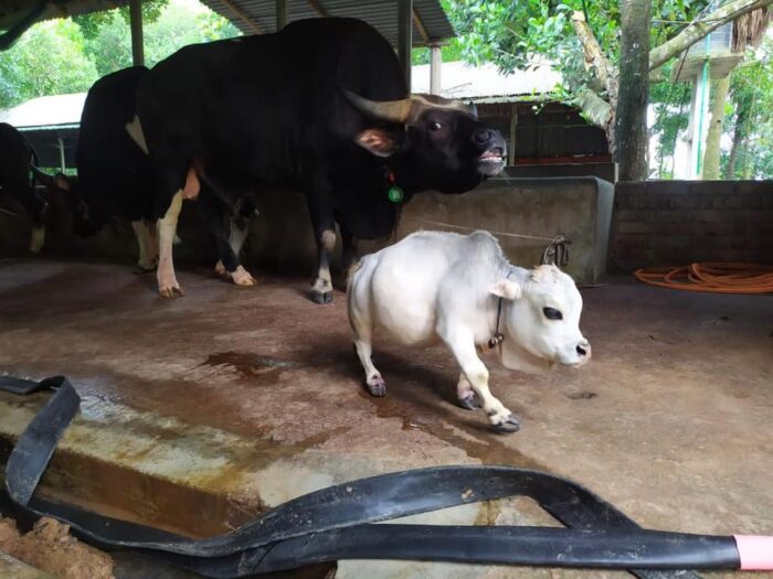 najmniejsza krowa świata, Rani, Bangladesz, krowa rasy Bhutti