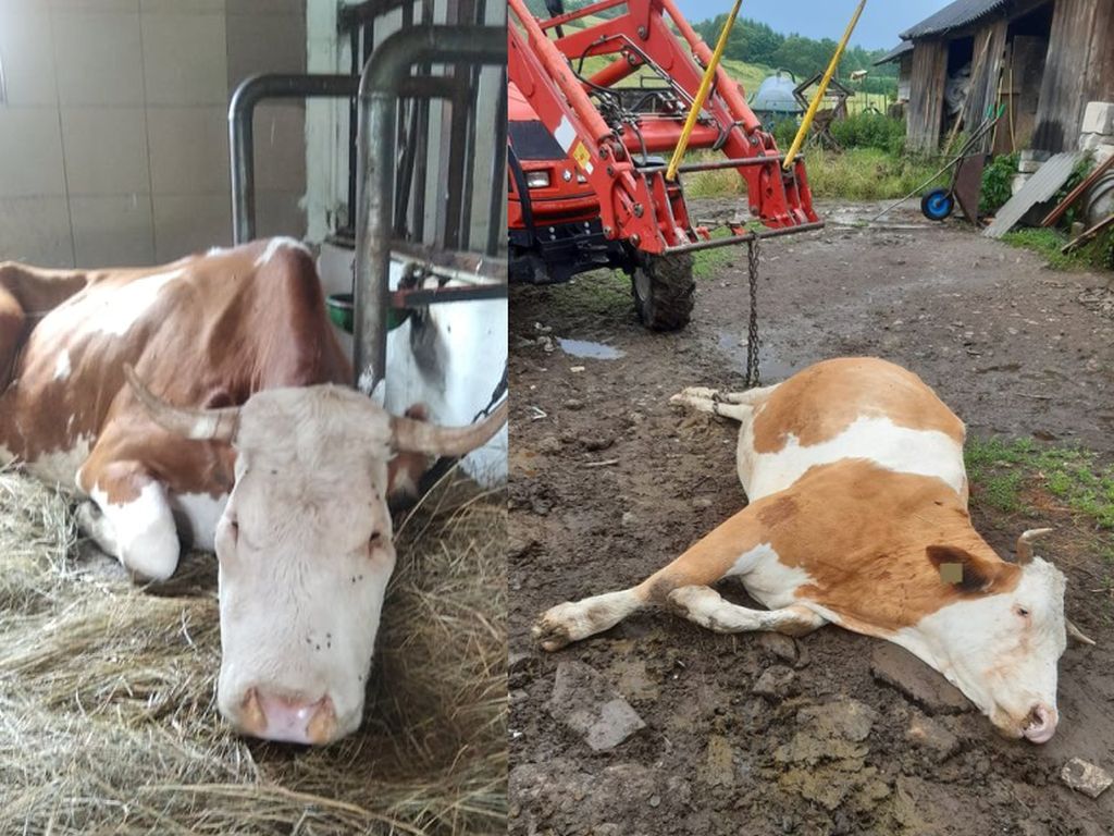 ataki żmii, powiat krośnieński, odszkodowania dla rolników