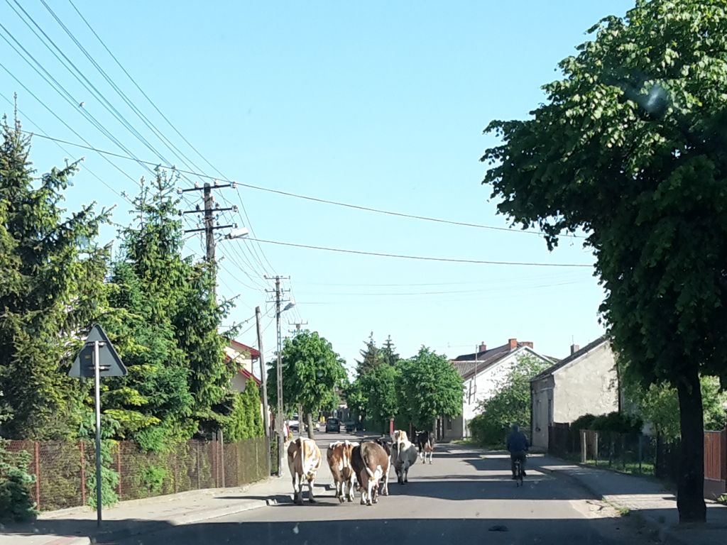 Bytrze, hodowla bydła, kary dla rolnika, wypas krów