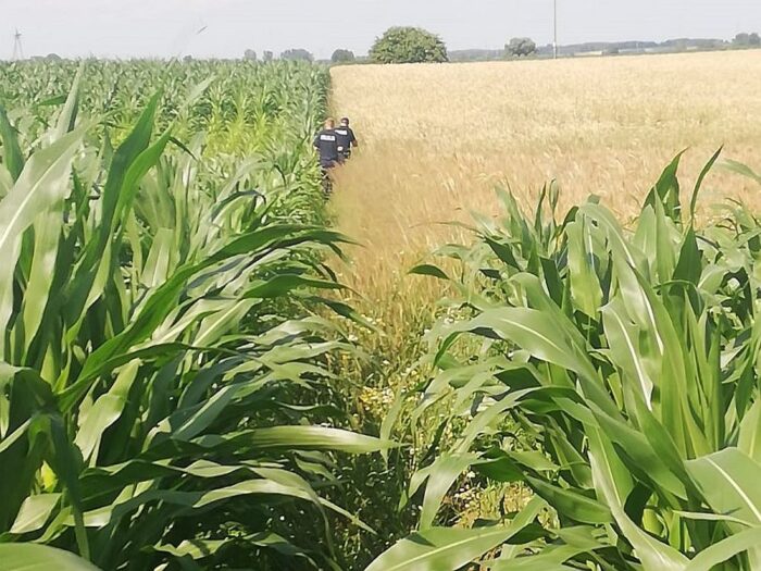 kukurydza, pole kukurydzy