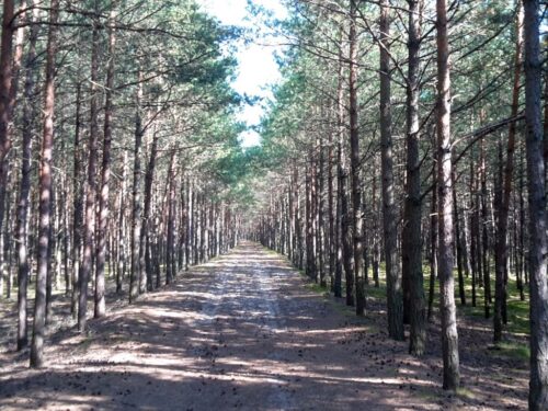 las, ściółka, pożary lasów, susza