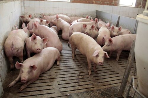 cena tuczników, trzoda chlewna, żywiec wieprzowy, niemiecka cena