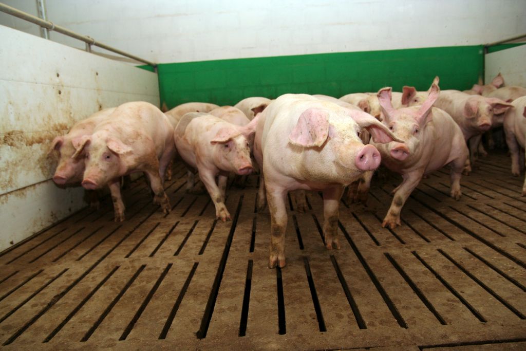 wirus asf, ognisko asf, afrykański pomór świń, ferma trzody chlewnej, zabite świnie, trzoda chlewna, bioasekuracja