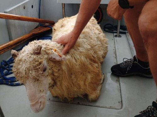 owca w jeziorze, Jezioro Czorsztyńskie, Piotr Warzecha, KWP Kraków