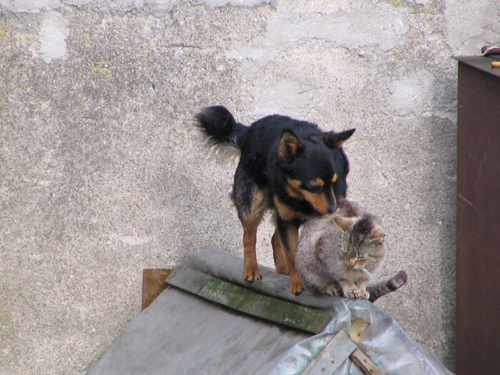 obowiązkowa rejestracja psów i kotów, rejestracja zwierząt, rejestracja kotów, rejestracja psów