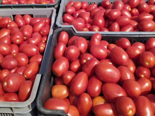 pracownicy sezonowi w Holandii, LTO Nederland, ogrodnictwo, zbiory owoców i warzyw