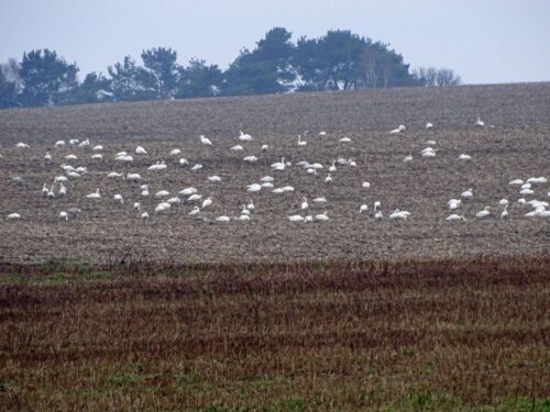 odszkdowoania za szkody ptaków, ptaki żerują na polach, szkody w uprawach, małgorzata golińska