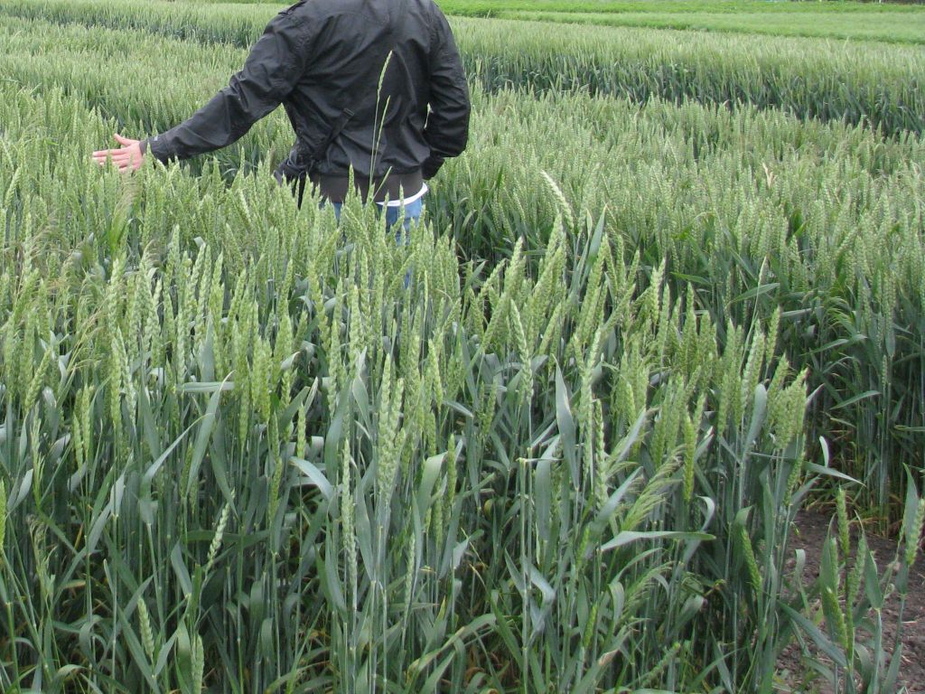 ubezpieczenia rolników, krus, Kasa Rolniczego Ubezpieczenia Społecznego