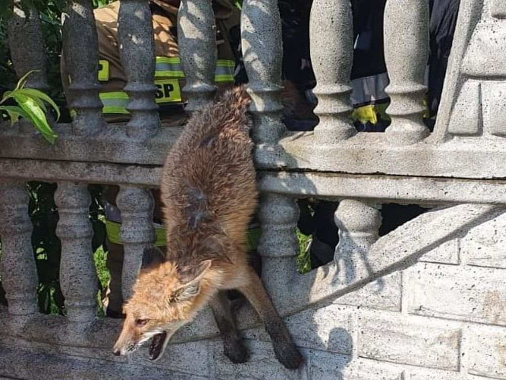 strażacy, osp, pomoc zwierzętom