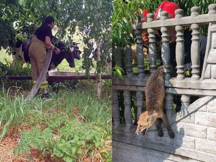 strażacy, osp, pomoc zwierzętom