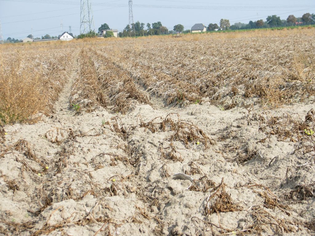 utrata płynności finansowej gospodarstwa, ARiMR, wsparcie dla rolnictwa, Henryk Kowalczyk, szkody klęskowe