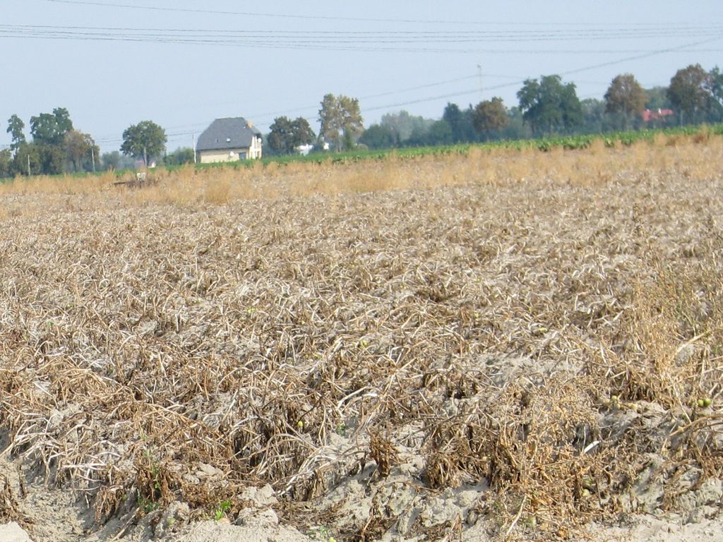 szkody powstałe w wyniku suszy, KRIS, wsparcie dla rolnictwa, aplikacja "Zgłoś szkodę rolniczą
