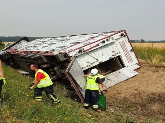 transport trzody chlewnej, golina, Rokietnic, Golęczew