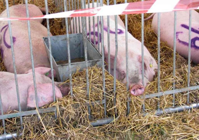 trzoda chlewna, tucz kontraktowy, produkcja zwierzęca
