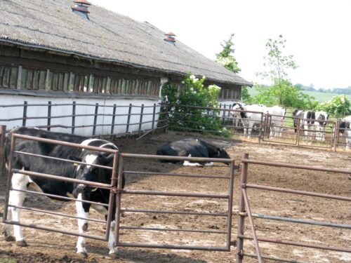 wieś, obora, ustawa odorowa, bydło