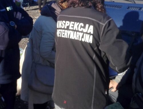 owiur, zsckr w goladkowie, eliminacje szkolne