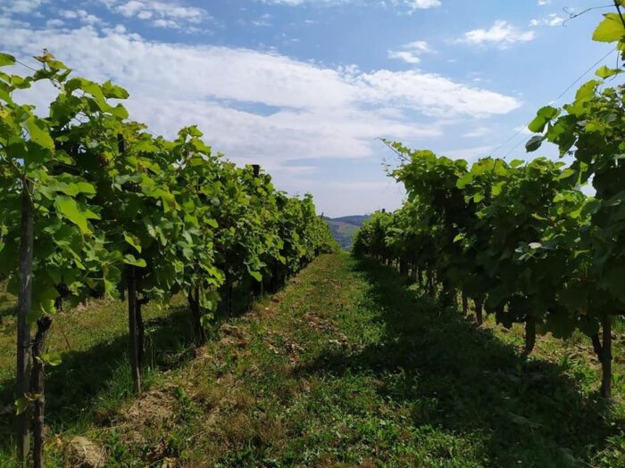 Dni Otwartych Winnic, Gorczańska Organizacja Turystyczna, Małopolski Szlak Winny