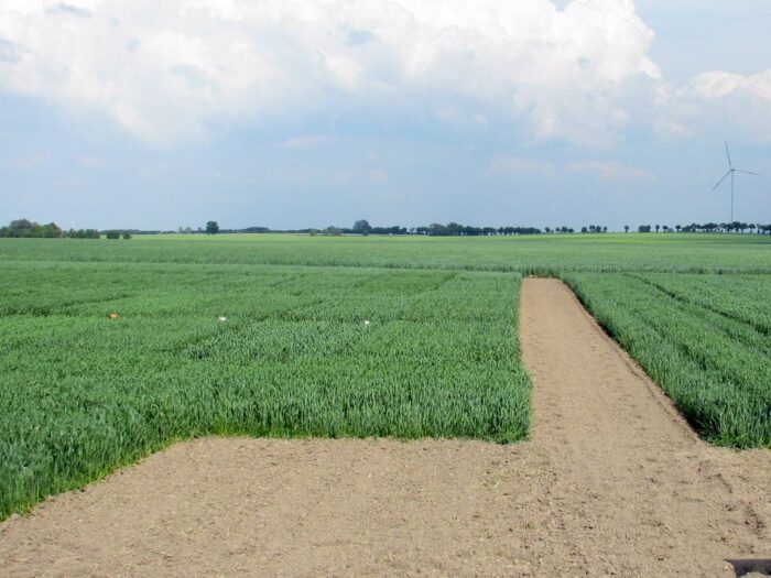 ziemia, grunty rolne, dzierżawa, stawki czynszu, KOWR, ustawa o kształtowaniu ustroju rolnego