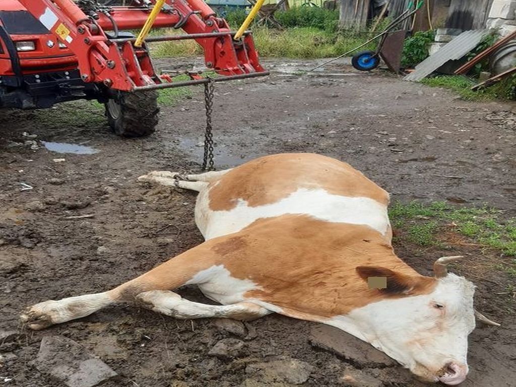 ataki żmii, powiat krośnieński, odszkodowania dla rolników