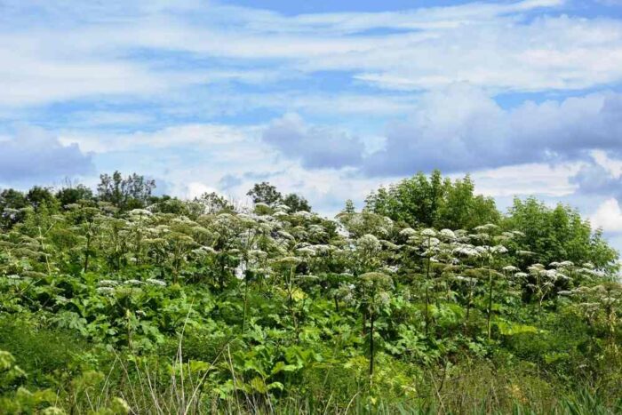 barszcz Sosnowskiego