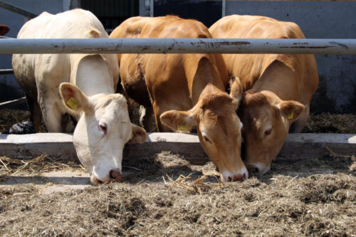 antybiotyki, Jacek Łukaszewicz, Krajowa Rada Lekarsko-Weterynaryjna