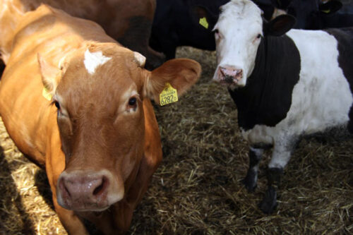 egzekucja komornicza, Andrzej Duda, Kodeks postępowania cywilnego, zadlużenie gospodarstw