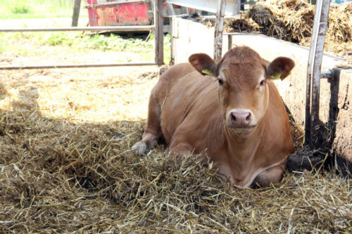 9. Forum Sektora Wołowiny, wołowina, bydło mięsne, producenci bydła, opasy, mamki, cielęta, dobrostan bydła mięsnego