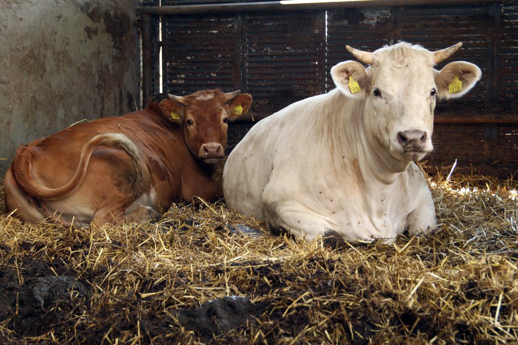 9. Forum Sektora Wołowiny, wołowina, bydło mięsne, producenci bydła, opasy, mamki, cielęta, dobrostan bydła mięsnego